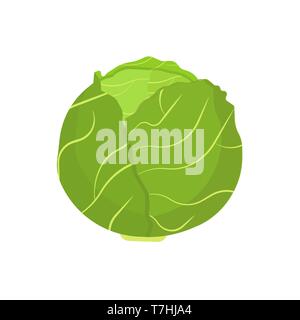 Cabbage vegetable natural diet nature symbol vector icon flat. Green farm plant harvest ingredient food. Kale leaf salad Stock Vector