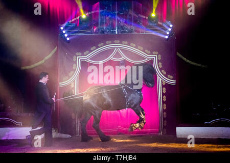 Louis Knie junior in his circus, showing a Friesian stallon at long-rein, performing a pirouette. Austria. Austria Stock Photo