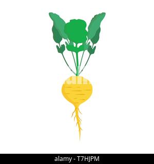 Turnip yellow healthy vegetarian vegetables vector icon. Salad raw leaf harvest farm cooking food. Garden isolated ingredient Stock Vector