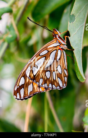 Beautiful Gulf Fritillary butterfly on leaf Stock Photo