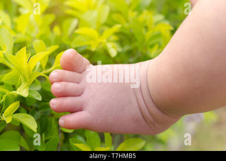 baby boy foots touching on fresh tree leaves in the morning with warm sunlight at summertime. baby learning the new experience of life and close to na Stock Photo