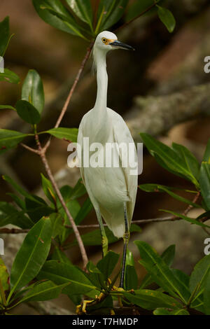 Juvenile Snowy Egret, Egretta thula, in mangroves, Guanacaste, Costa Rica, Central America Stock Photo