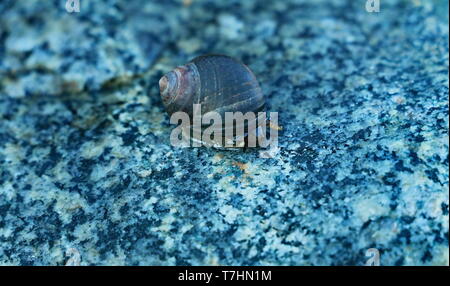 common periwinkle crawling on top of a wet rock on the beach shore Stock Photo