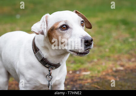 Portrait of a Jack Russell Terrier Stock Photo