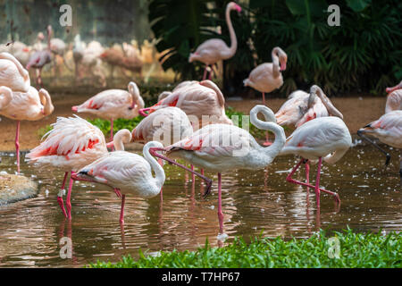 Pink flamingos in the national Aves park, Brazil. Stock Photo