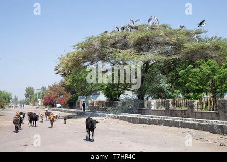 Ethiopia, Rift Valley, Ziway lake, nests of Marabou stork (Leptoptilos crumenifer) on the trees in town Stock Photo