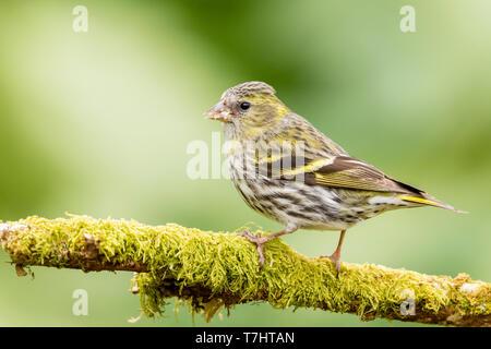 Female siskin in Wales in springtime Stock Photo