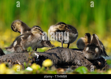 Female Gadwall with young Stock Photo
