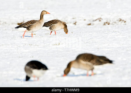 Greylag Geese (Anser anser) wintering in the Netherlands. Standing on a snow covered Dutch meadow. Stock Photo