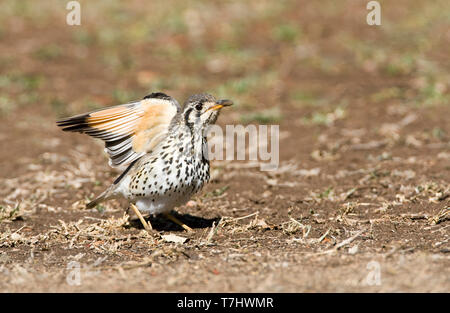 Groundscraper Thrush (Psophocichla litsitsirupa) standing on the ground in a safari camp in Kruger National Park in South Africa. Stretching wings. Stock Photo