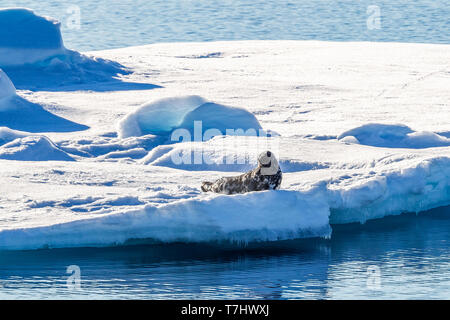 Male Hooded Seal lingered on a ice pack in middle of the Greenland Sea. July 2010. Stock Photo