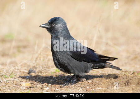 Western Jackdaw (Corvus monedula) standing alert Stock Photo