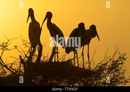 silhouette of a Painted Storks Stock Photo