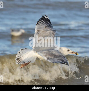 Subadult Caspian Gull (Larus cachinnans) on the North sea beach in the Netherlands. Third calender year flying over the surf. Stock Photo
