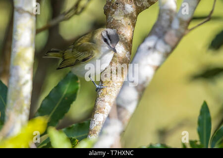 First-winter Red-eyed Vireo perched in Ribeira do Lapa, Corvo, Azores. October 10, 2018. Stock Photo