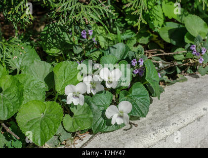 Viola odorata 'Alba' white flowers growing in spring garden. English violet small plants Stock Photo