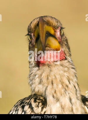 Southern Yellow-Billed Hornbill (Tockus leucomelas) standing on the ground in a safari camp in Kruger National Park in South Africa. Closeup of the he Stock Photo