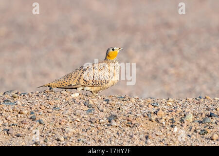 Adult female Crowned Sandgrouse (Pterocles coronatus) standing on the ground in the desert, near Berenice in Egypt. Stock Photo