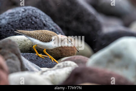 Juvenile Spotted Sandpiper walking on a rocky shore of Low Fields, Corvo, Azores. October 7, 2018.