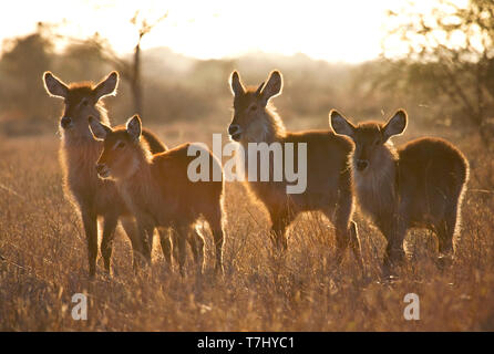 Four backlight Waterbucks (Kobus ellipsiprymnus) standing in dry long grass in in Kruger National Park in South Africa. Stock Photo