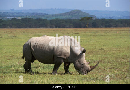 Northern White Rhinoceros (Ceratotherium simum cottoni), also know as square-lipped rhinoceros, grazing on short grass around Lake Nakuru in Kenya. Stock Photo