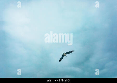 One seagull flies in stormy dark sky, view from below. Free-flying sea bird in cloudy weather. Stock Photo