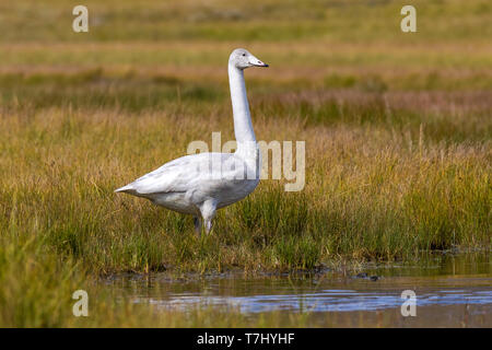 Icelandic Whooper Swan swimming on a pool in Austurland, Iceland. August 22, 2018. Stock Photo