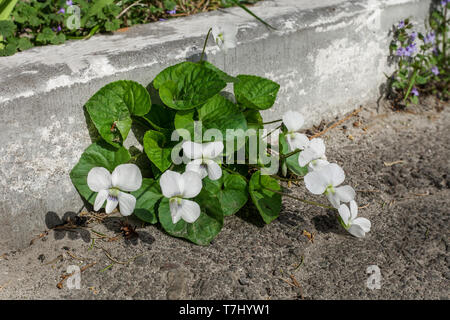 Viola odorata 'Alba' white flowers growing in spring garden. English violet small plants Stock Photo