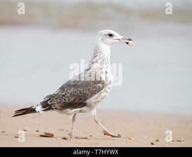 First-summer (second-year) Lesser Black-backed Gull (Larus fuscus) walking on the beach in the Ebro delta in Spain. Carrying food. Stock Photo