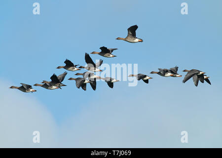 Flock of wintering Tundra Bean Geese (Anser serrirostris) in the Netherlands, flying in front of a white clouds. Stock Photo