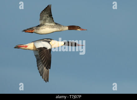 Goosander (Mergus merganser), two birds in flight, seen from the side, showing underwing and upperwing. Stock Photo