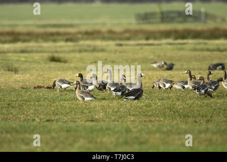 Greenland White-fronted Goose (Anser albifrons flavirostris) between a flock of White-fronted Goose (Anser albifrons) in a green meadow during winter  Stock Photo