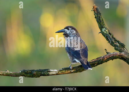 Very tame Spotted Nutcracker (Nucifraga caryocatactes) wintering in an urban area in Wageningen in the Netherlands. Stock Photo