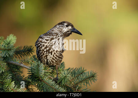 Very tame Spotted Nutcracker (Nucifraga caryocatactes) wintering in an urban area in Wageningen in the Netherlands. Stock Photo