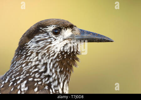 Very tame Spotted Nutcracker (Nucifraga caryocatactes) wintering in an urban area in Wageningen in the Netherlands. Stock Photo