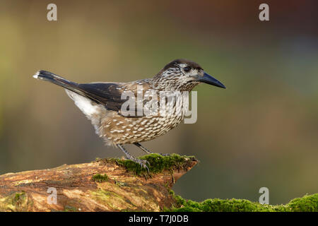 Very tame Spotted Nutcracker (Nucifraga caryocatactes) wintering in an urban area in Wageningen in the Netherlands. Stock Photo