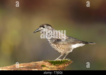 Very tame Spotted Nutcracker (Nucifraga caryocatactes) wintering in an urban area in Wageningen in the Netherlands. Stock Photo