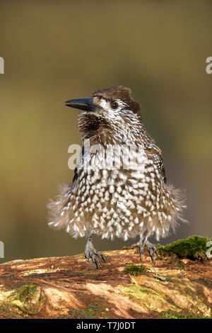 Very tame Spotted Nutcracker (Nucifraga caryocatactes) wintering in an urban area in Wageningen in the Netherlands. Stock Photo