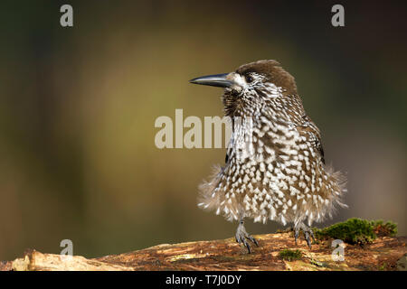 Very tame Spotted Nutcracker (Nucifraga caryocatactes) wintering in an urban area in Wageningen in the Netherlands. Stock Photo