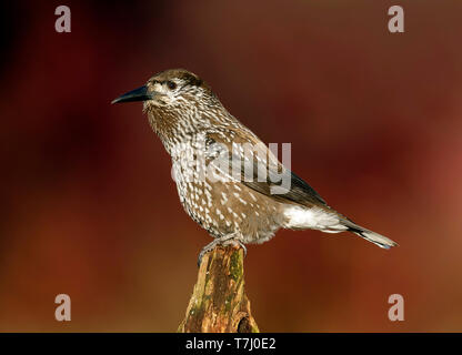 Very tame Spotted Nutcracker (Nucifraga caryocatactes) wintering in an urban area in Wageningen in the Netherlands. Stock Photo