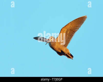Male Eurasian Woodcock (Scolopax rusticola) in display flight with golden light as dusk in Finland. Stock Photo