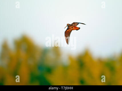 Male Eurasian Woodcock (Scolopax rusticola) in display flight at dusk above a forest in Finland. Seen on the back with daylight. Stock Photo