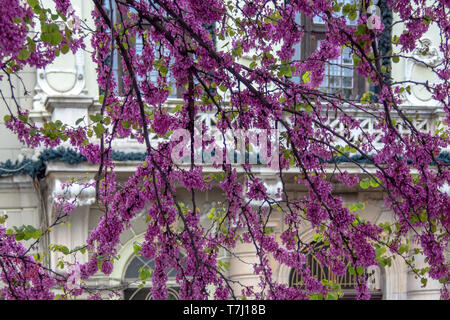 Spring in Plovdiv. Branches of blooming tree against the background of the municipality's courtyard. Bulgaria. Stock Photo