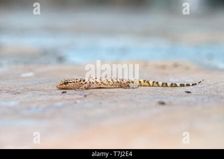 Mediterranean House Gecko (Hemidactylus turcicus) Stock Photo