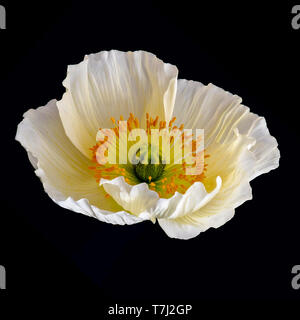 Floral fine art still life detailed color macro of a single isolated wide opened white yellow green Iceland poppy blossom, detailed texture on black Stock Photo