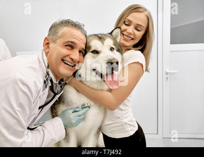 Beautiful and cute big alaskan malamute with pink tongue. Charming woman, owner of dog and his veterinarian hugging pet. Happy people looking away, smiling and posing with animal. Stock Photo