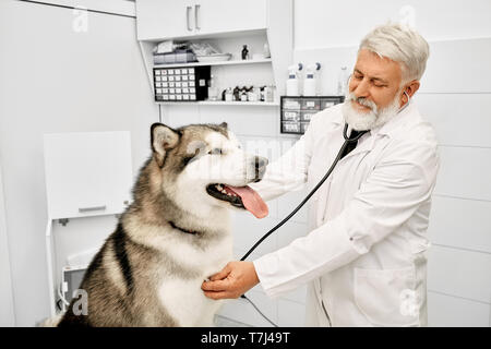 Cheerful and kind veterinarian diagnosing and listening breath of big dog, using stethoscope. Happy, healthy alaskan malamute sitting in vet clinic on examination. Stock Photo