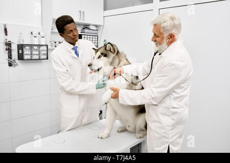 Doctor listening to breath of big dog, using stethoscope. Alaskan malamute sitting on white table, giving paw and looking away. Veterinarians wearing in white medical uniform. Stock Photo