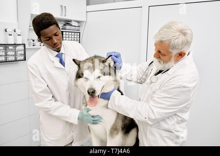 Doctors of vet clinic observing ear on malamute. Beautiful big dog sitting on examination in veterinary clinic. African assistant helping elderly vet doctor, stroking dog. Stock Photo