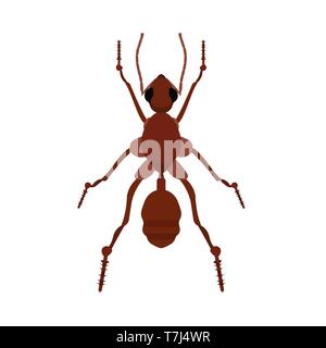 Ant small wildlife brown worker top view vector. Flat forest insect icon Stock Vector